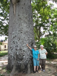 La Ceiba de Alma Flor, Cuba